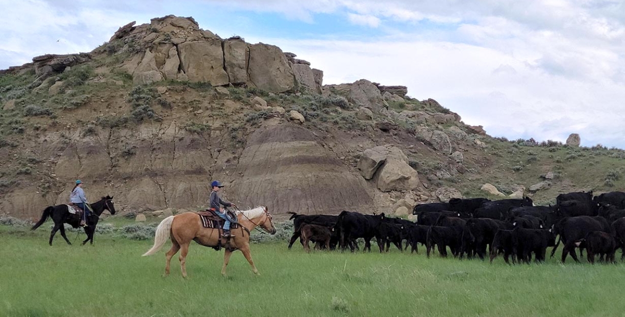 Fauth Ranch Simmental